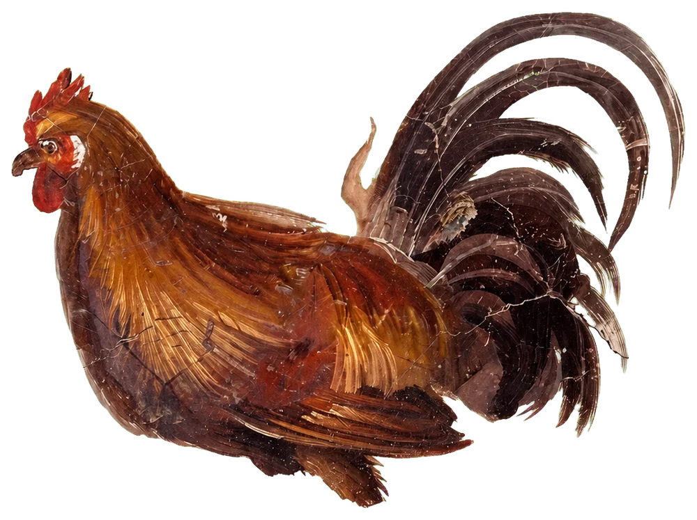 Painted rooster from the Thermopolium of Regio V